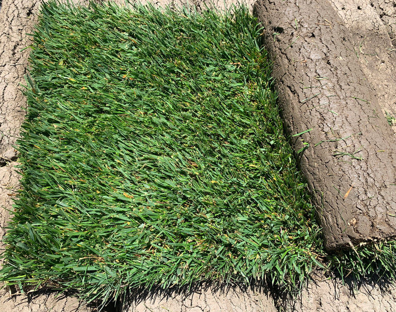 Greenfield's Enduro Dwarf Tall Fescue 90/10 (Monterey and SF Bay Area Delivery)