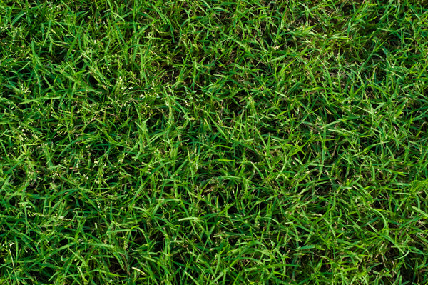 MIGHTY109 Hybrid Bermuda Sod - California Delivery Only