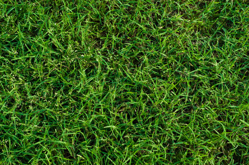 MIGHTY109 Hybrid Bermuda Sod - California Delivery Only