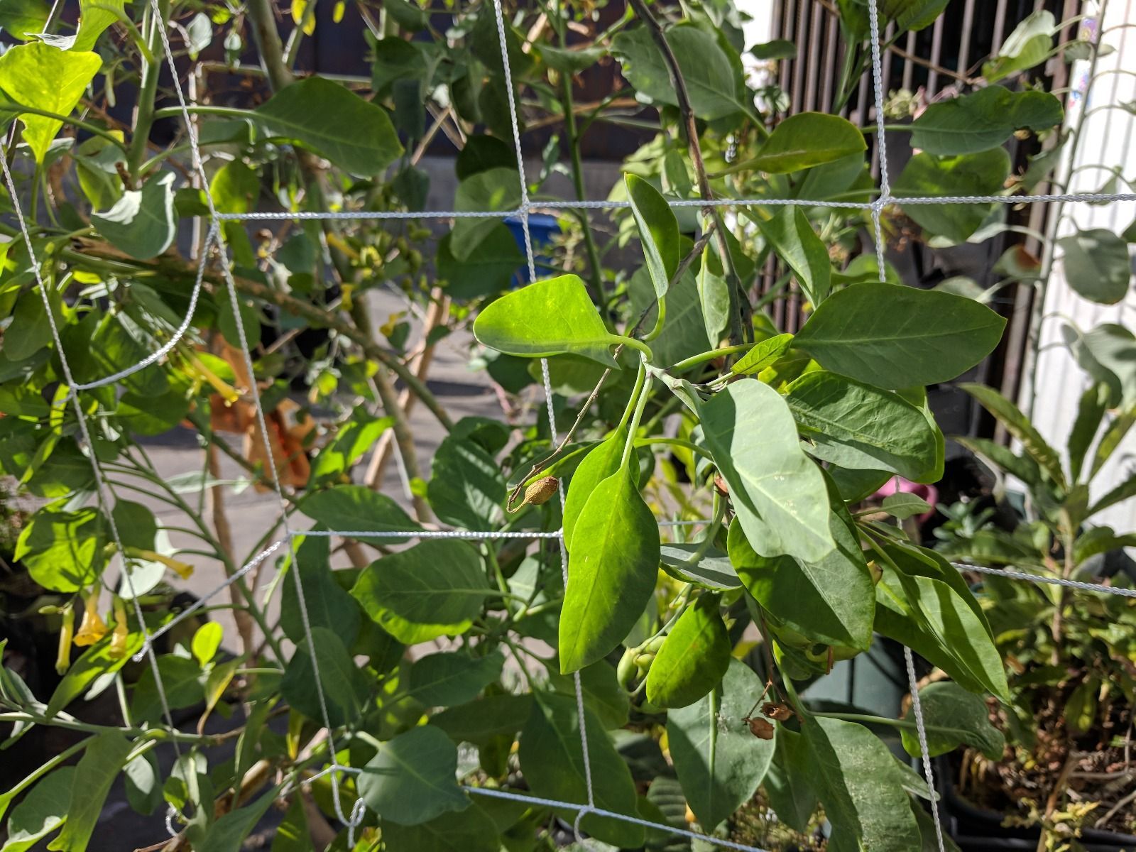 tobacco netting MIGHTY109 Trellis Netting