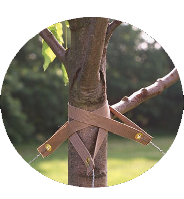 MIGHTY109 Biodegradable 12 Inch Tree Straps, 10 Pack