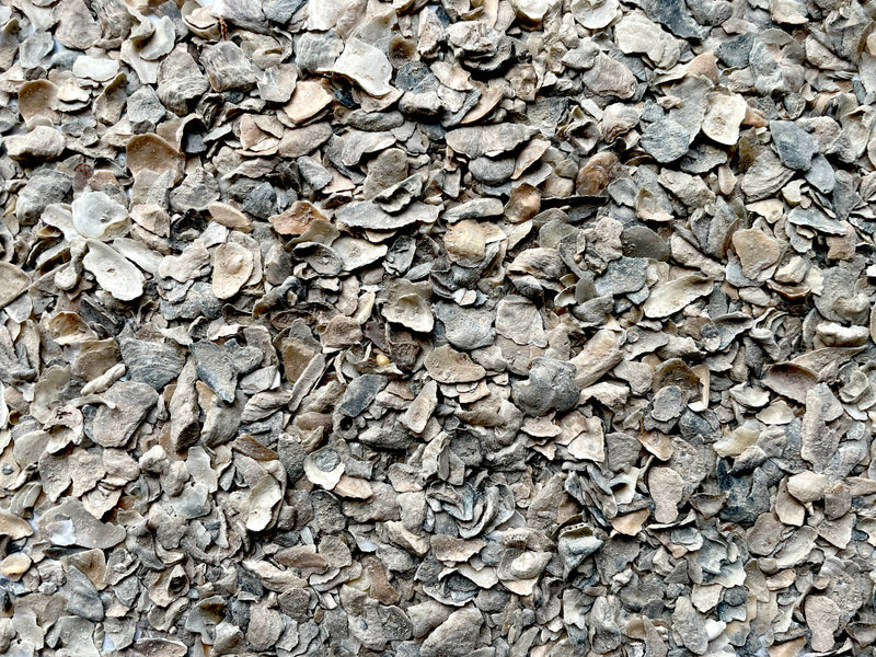 Shellaceded Oyster Shell Oyster Shell - 1 Gallon