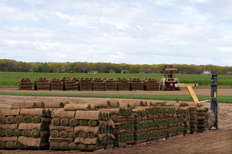 MIGHTY109 Plus Sod