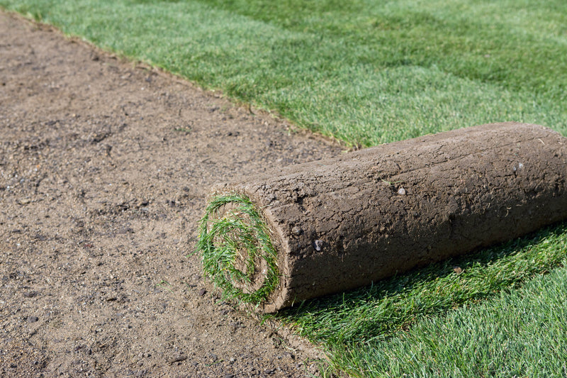 MIGHTY109 Plus Sod
