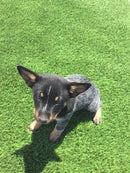 MIGHTY109 "Bluegrass" Premium Artificial Turf