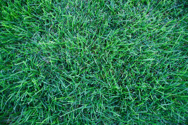 Turf Sense(R) MIGHTY109 Blue Rye (80/20) Seed Blend 5 LBS (Covers Up to 625 Square Feet)