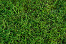 MIGHTY109 Hybrid Bermuda Sod - California Delivery Only