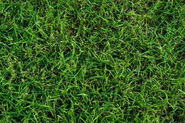 MIGHTY109 Hybrid Bermuda Sod - Solo entrega en California