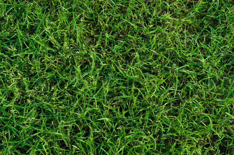 MIGHTY109 Hybrid Bermuda Sod - Solo entrega en California
