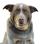 Moose Mulch - Premium Brown Colored Wood Chip Mulch - 42 Quarts