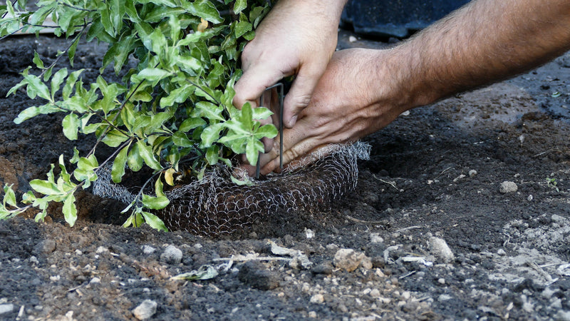 Cestas de velocidad RootGuardTM para excavadoras de 15 galones, cestas de alambre Gopher, paquete de 1