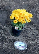 BULK RootGuardTM 1-Gallon Speed Baskets, Gopher Wire Baskets (144 Baskets Total)