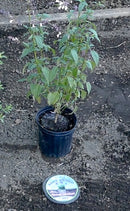 BULK RootGuardTM 2-Gallon Speed Baskets, Gopher Wire Baskets (72 Baskets Total)