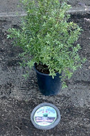 BULK RootGuardTM 5-Gallon Speed Baskets, Gopher Wire Baskets (72 Baskets Total)