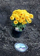 1-Gallon Digger's RootGuardTM Speed Baskets, Gopher Wire Baskets, 4 Pack