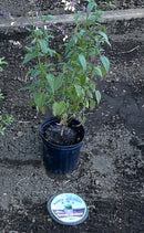 2-Gallon Digger's RootGuardTM  Speed Baskets, Gopher Wire Baskets, 2 Pack