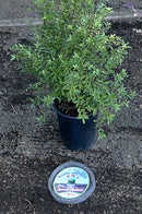 Cestas de velocidad Digger's RootGuardTM de 5 galones, cestas de alambre Gopher, paquete de 2