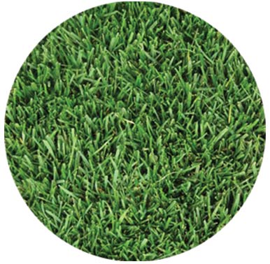 Delta Bluegrass Co. 100% Bluegrass, Premium Bluegrass Blend Sod  (SF Bay Area, Sacramento, Stockton Delivery)