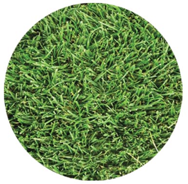 Delta Bluegrass Co. Bolero Plus 90% Dwarf Fescue / 10% Bluegrass  (SF Bay Area, Sacramento, Stockton Delivery)