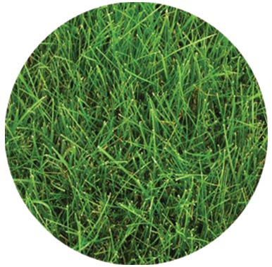 Mow Free Mixture 5 LBS (Covers up to 900 Square Feet)