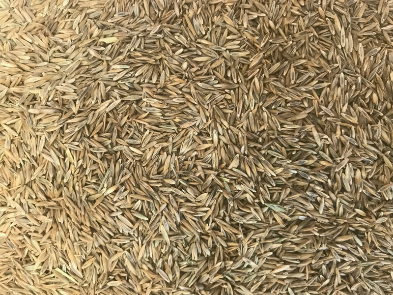 Mezcla de semillas Turf Sense(R) MIGHTY109 Blue Rye (80/20) 5 LBS (cubre hasta 625 pies cuadrados)