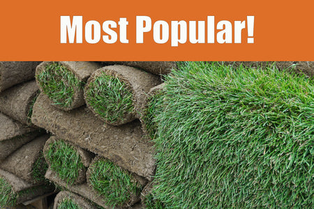 MIGHTY109 Plus Fescue Bluegrass Blend Sod 90/10 - California Delivery Only
